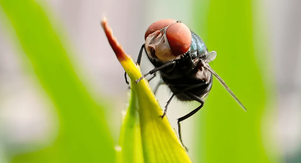 Mosca del gusano barrenador