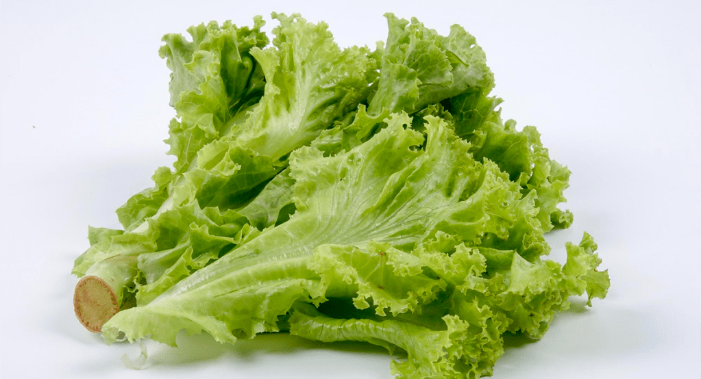lechuga fresca contaminada